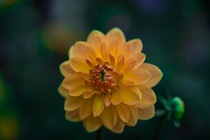 Citrus & Sage Floral Mix