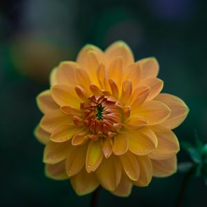 Citrus & Sage Floral Mix