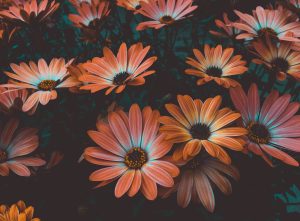 Whispers of Spring