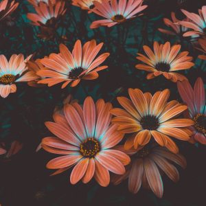 Whispers of Spring